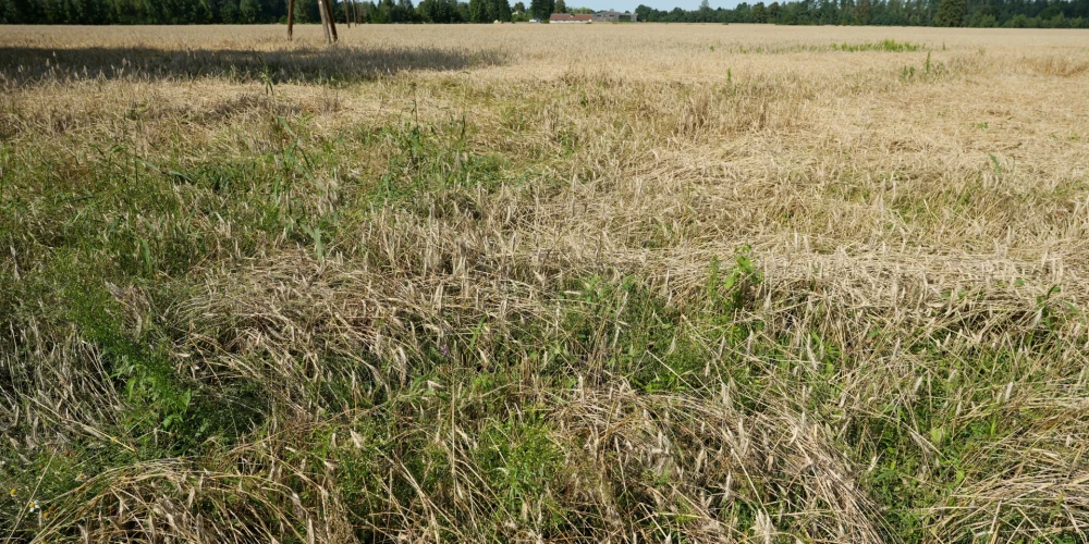 Valsts ieņēmums dienests (VID) aicina lauksaimniekus, kuru saimniecisko darbību jau ir ietekmējuši šī gada nelabvēlīgie laikapstākļi un to negatīvā ietekme joprojām turpinās, izmantot iespēju pieteikties nodokļu samaksas termiņa pagarinājumam.