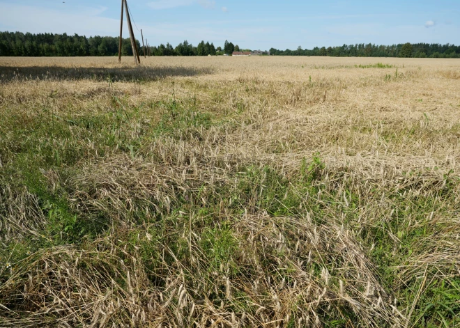 Nelabvēlīgos laikapstākļos cietušos lauksaimniekus aicina pieteikties nodokļu nomaksas termiņa pagarinājumam