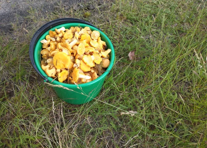 Kāpēc gailenes ir labāks noskaņojuma uzlabotājs par sauli