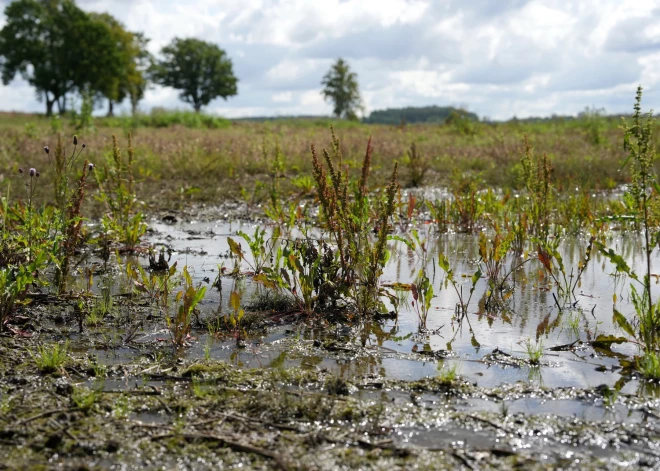 Тонущие поля и пустые склады: сезон для овощеводов близок к провалу