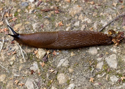 Limbažos talkotāji sastop negaidīti lielu Spānijas kailgliemežu skaitu.