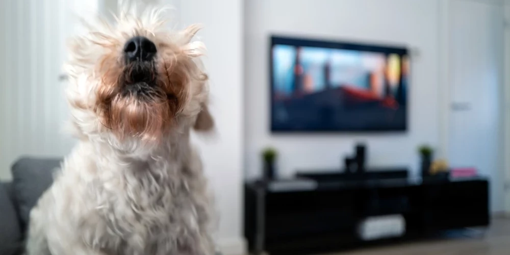 Savukārt par mājas (istabas) dzīvnieka riešanu, gaudošanu vai tā radītu smaku, ja tā nav saistīta ar labturības pārkāpumiem, kopš 2024. gada 1. jūlija tā īpašniekam administratīvā atbildība vairs nav paredzēta.