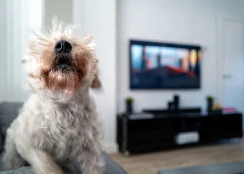 Savukārt par mājas (istabas) dzīvnieka riešanu, gaudošanu vai tā radītu smaku, ja tā nav saistīta ar labturības pārkāpumiem, kopš 2024. gada 1. jūlija tā īpašniekam administratīvā atbildība vairs nav paredzēta.