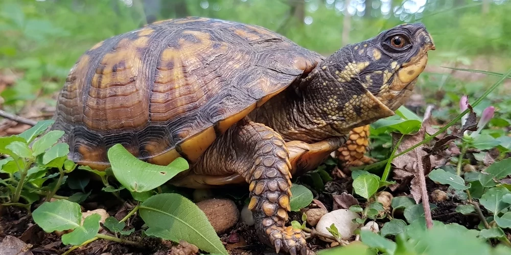 Kastes, kurās bija bruņurupuči, bija marķētas kā "satur plastmasas dzīvnieku rotaļlietas", starp citiem priekšmetiem", norādīja varas iestādes.