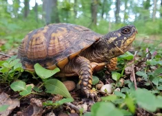 ASV kāds vīrietis pieķerts pelnot bagātību ar aizsargātu bruņurupuču tirdzniecību - viņš tos sūtījis klientiem zeķēs