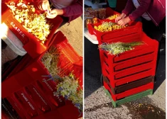 FOTO: vai Centrāltirgus nakts tirdziņā tiek pārdoti Sarkanajā grāmatā iekļauti augi? Skaidro Dabas aizsardzības pārvalde