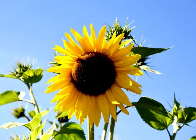 Trešdien Latvijā būs pārsvarā sauss laiks