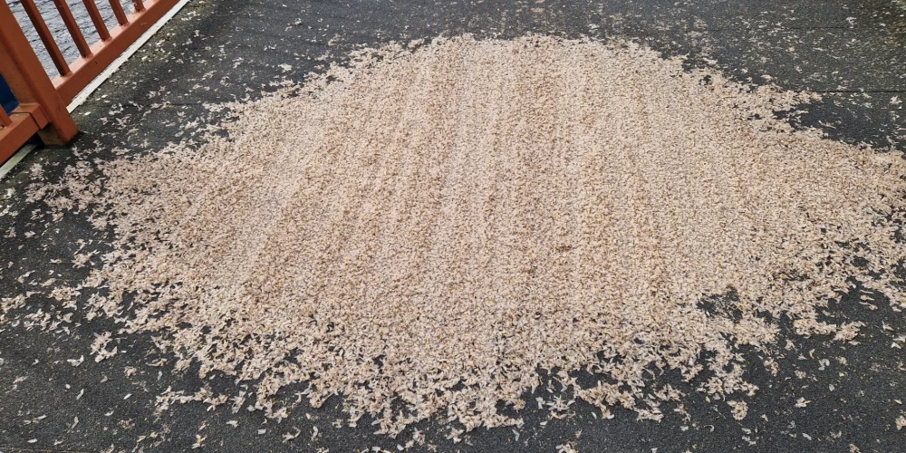 Skats uz Gaujas tila 2025. gada 12. augustā. FOTO: Ilona Papēde