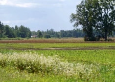 Trešdien gaisa temperatūra pakāpsies līdz +25 grādiem