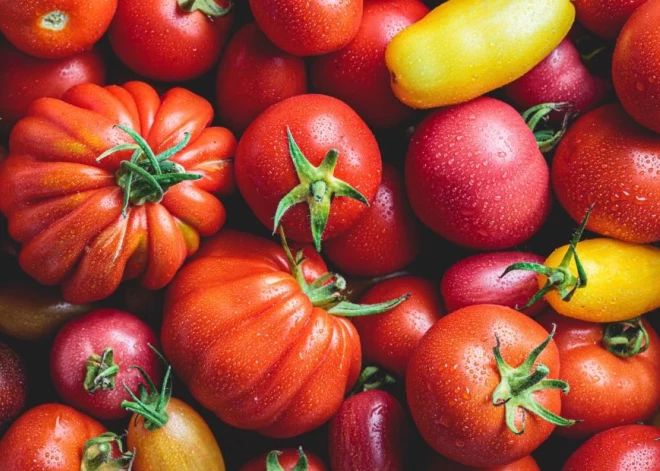 Dabas muzejā varēs apskatīt simtiem krāšņu tomātu