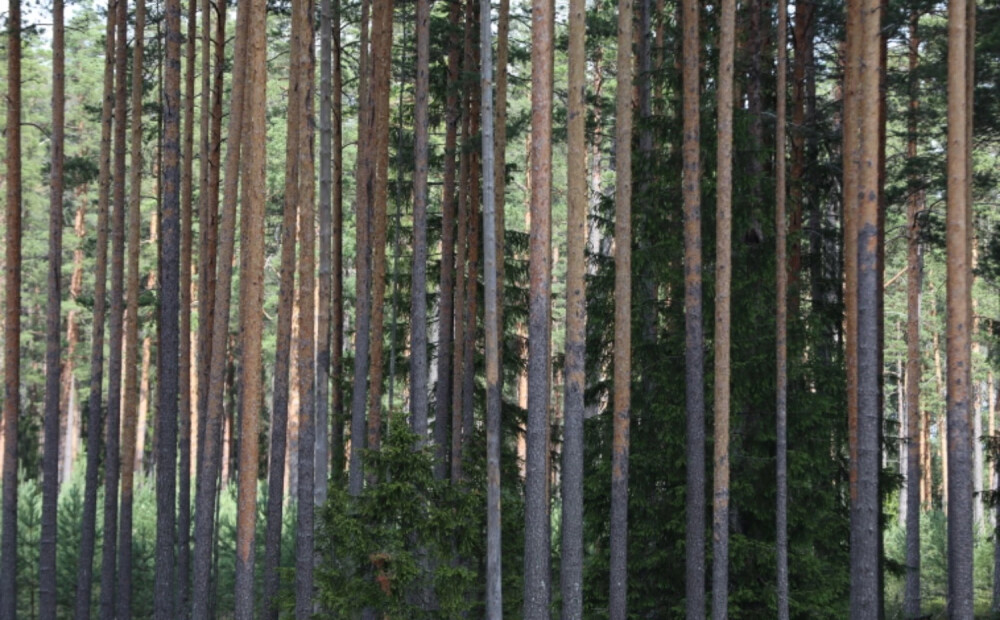 Laika prognoze nedēļas nogalei