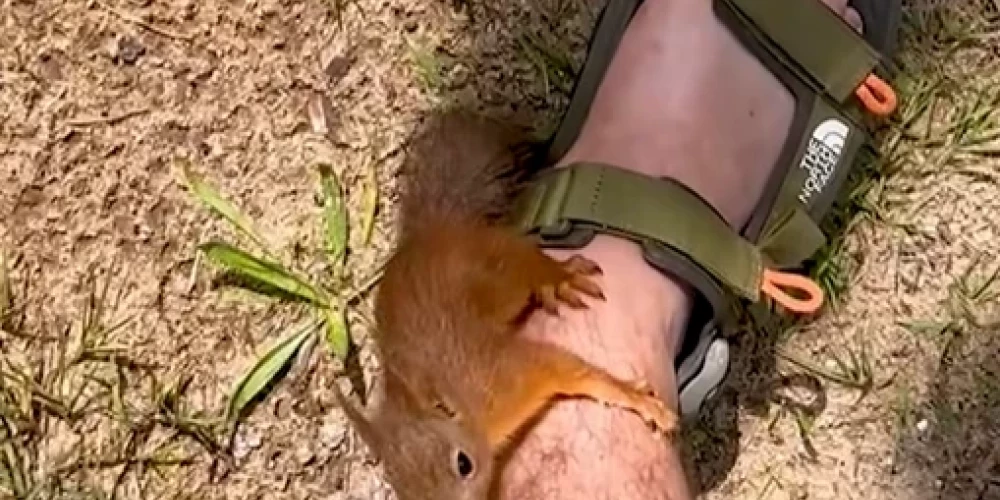 Ziemeļvidzemes pusē uzradušies īpaši drosmīgi un nebēdnīgi vāverēni, kuri “uzbrūk” cilvēku kājām.