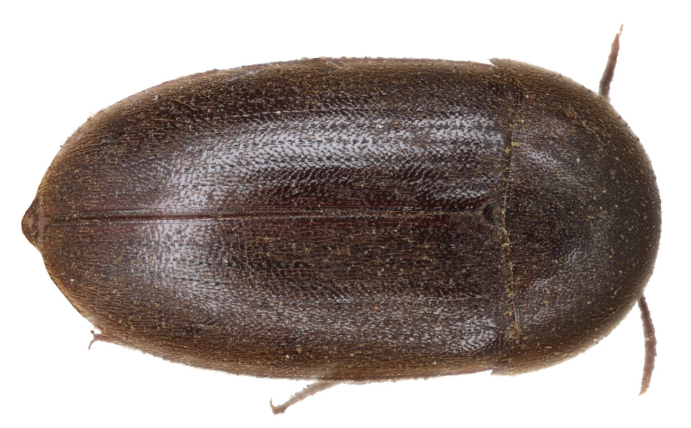 Latvijā atklāta jauna vaboļu suga