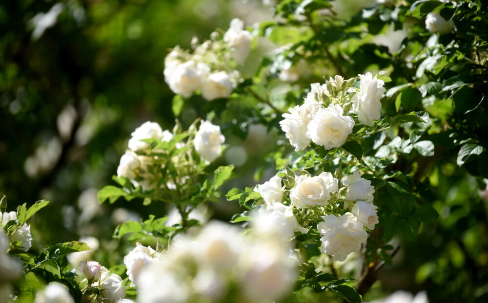 Ceturtdien gaisa temperatūra sasniegs +27 grādus