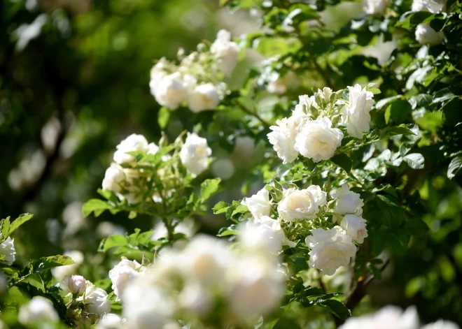 Ceturtdien gaisa temperatūra sasniegs +27 grādus