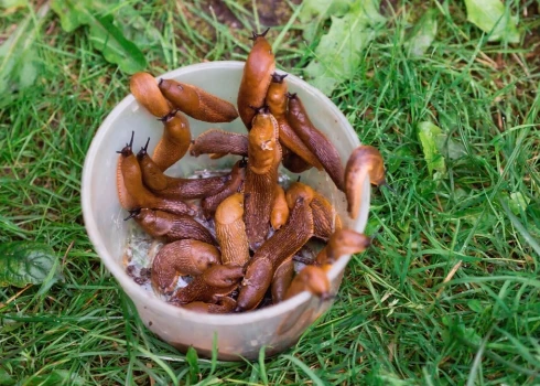 Spānijas kailgliemeži.