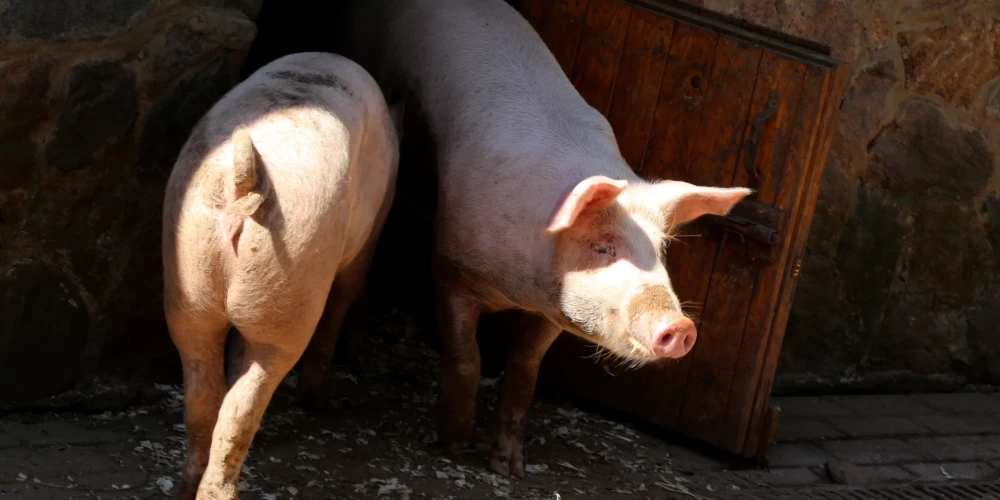 Āfrikas cūku mēris turpina izplatīties.