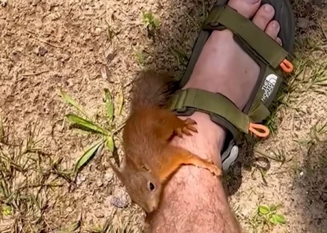 ВИДЕО: в лесах Видземе призывают быть внимательными из-за белок