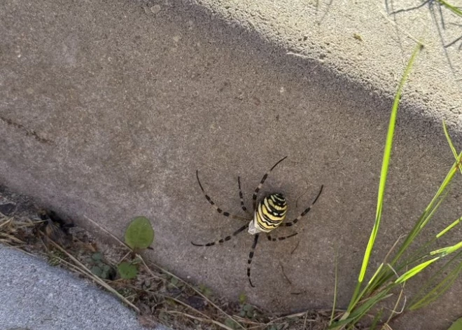 "Gandrīz ar sirdi aizgāju!" aculiecinieks Latvijas pilsētvidē ierauga zirnekli, kas ir pierādījums klimata pārmaiņām