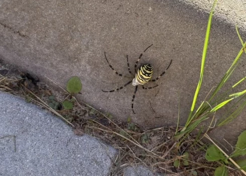 Этот теплолюбивый вид теперь встречается и в Латвии.