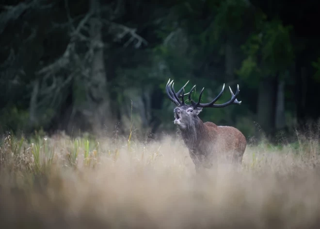 Latvijā sākas stirnu kazu un staltbriežu buļļu medību sezona