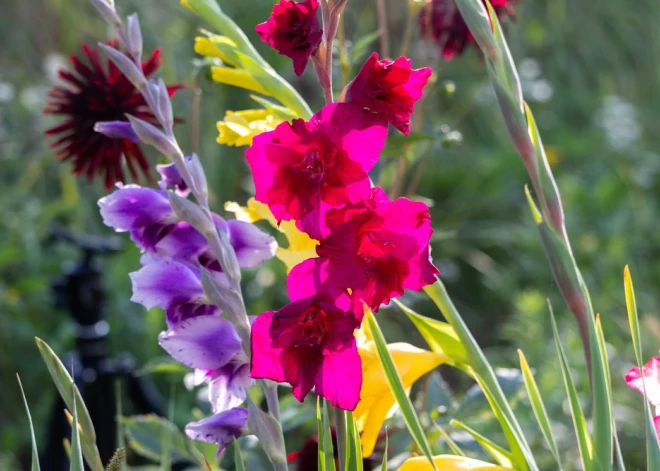 Šonedēļ populārākie vārdi – Linda un Vitālijs