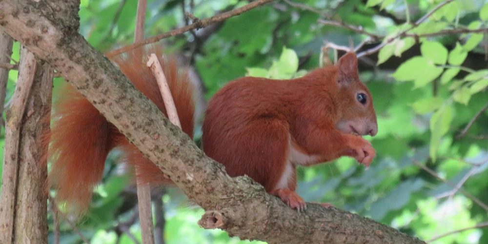 Диких животных, даже очень милых, лучше фотографировать на расстоянии.