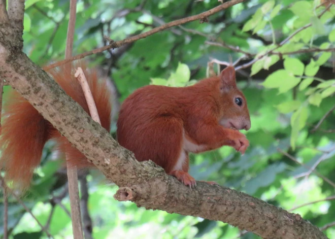 Эксперт: делать селфи с дикими животными - самая большая ошибка