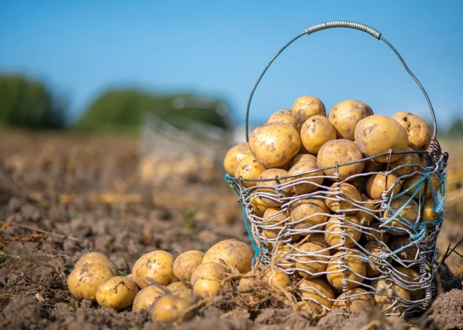 Bezdarbnieki vēlas piepelnīties lauku darbos, bet bez līguma