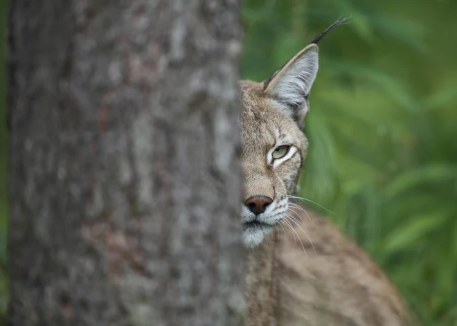 Madonas pusē lūsis centies uzklupt jaunai sievietei, kas pļavā lasīja ziedus