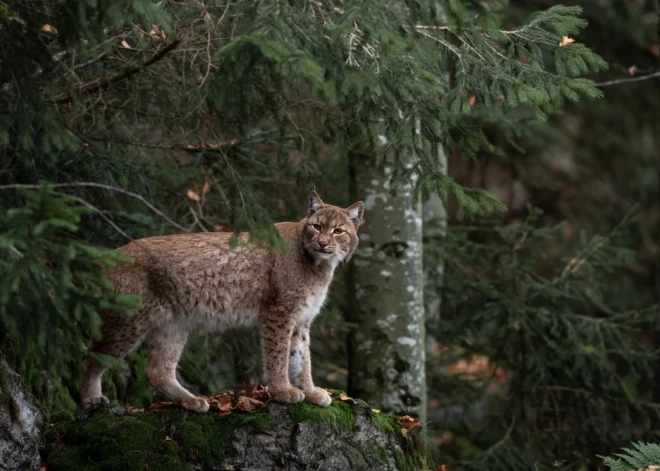 "В лес идти больше не хочется!" Под Мадоной произошел пугающий случай с местной женщиной