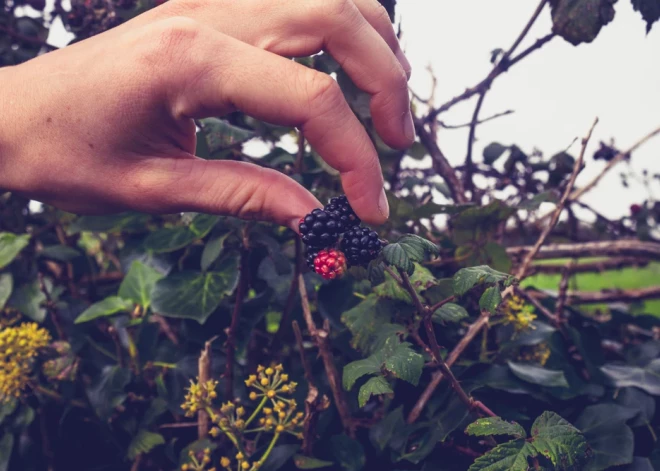 Klāt kazeņu laiks: recepte kēksiņiem un uzlējumam (tikai pieaugušajiem)