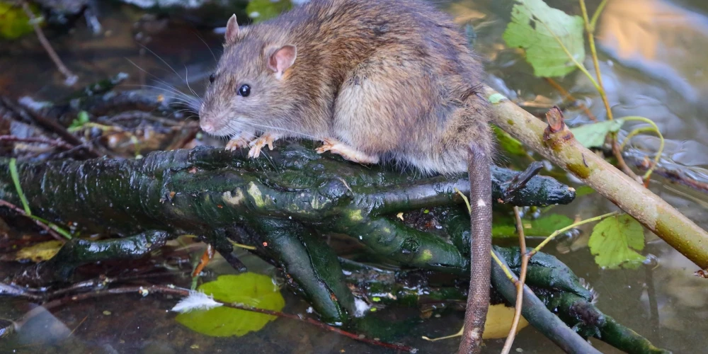 Жители Олайне хотят покормить уток, но большая часть еды достается крысам.