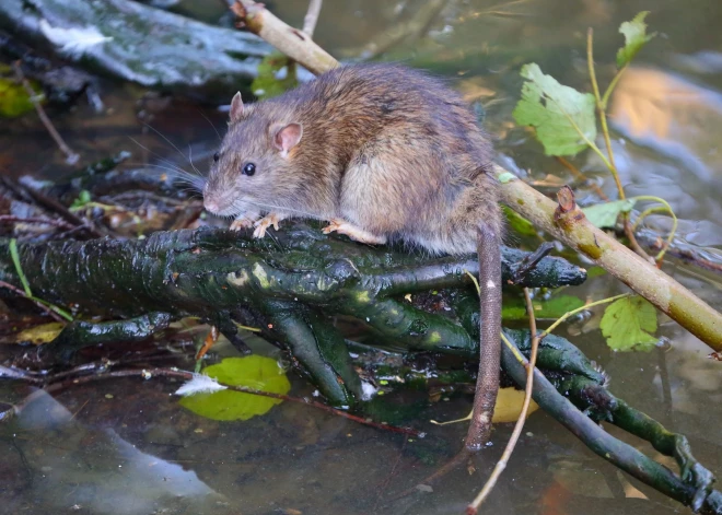Кормят уток - пируют крысы! Жители Олайне сами себе устроили головную боль