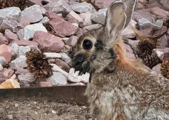 В США людей пугают кролики-"франкенштейны" с рогами и щупальцами - представляют ли они опасность?