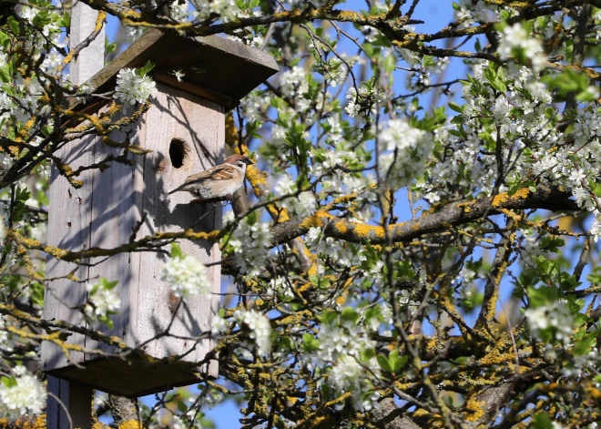 Dabas muzejs aicina piedalīties iniciatīvā "Gatavojam putnu būrīšus rudenī"