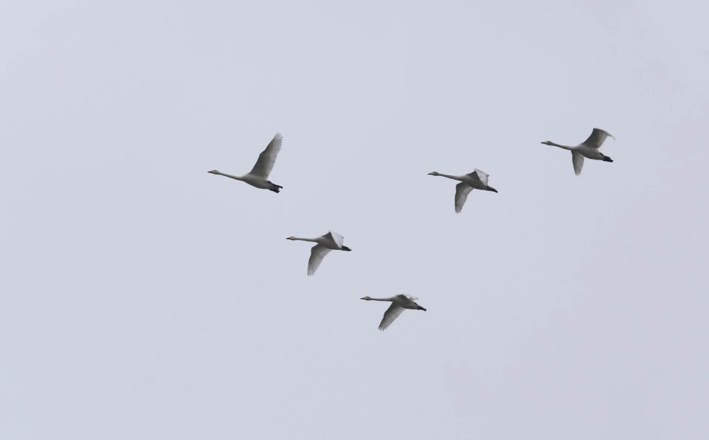 Šonedēļ Latvijā sāksies meteoroloģiskais rudens