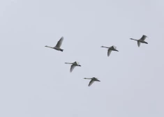 Šonedēļ Latvijā sāksies meteoroloģiskais rudens