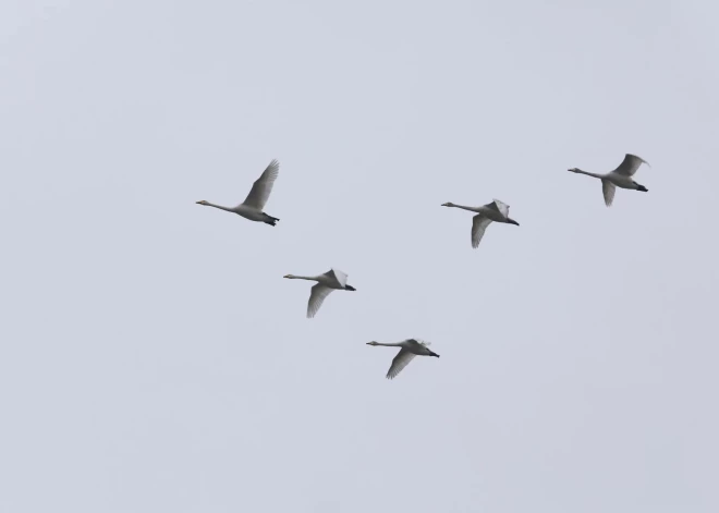 Šonedēļ Latvijā sāksies meteoroloģiskais rudens