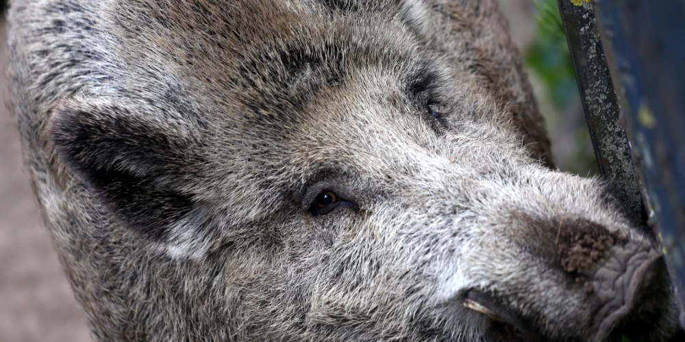 Āfrikas cūku mēris pagājušajā nedēļā Latvijā konstatēts 21 mežacūkai.