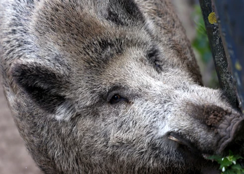 Āfrikas cūku mēris pagājušajā nedēļā Latvijā konstatēts 21 mežacūkai.