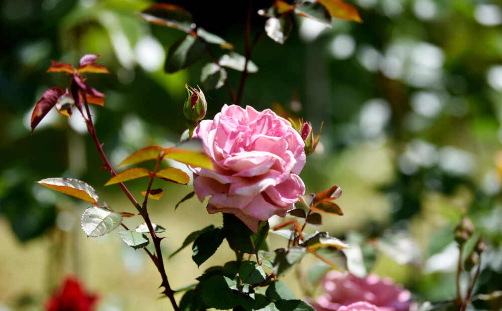 Otrdien gaiss iesils līdz +25 grādiem, tā šonedēļ būs siltākā diena