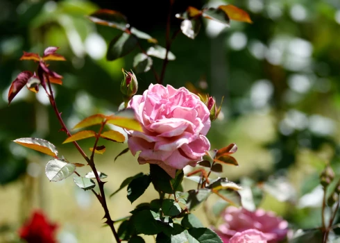 Rozes.