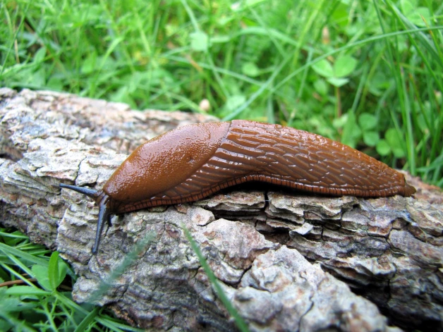 Слизень Arion lusitanicus ползет делать свои черные дела.