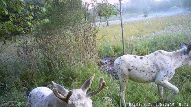 Visticamāk, dzīvniekiem ir ģenētiska novirze, kas, iztrūkstot vienam vai vairākiem pigmentiem, izraisa daļēju ādas ārējās pigmentācijas zudumu.