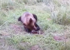 VIDEO: Vidzemes pusē kāds ķepainis ticis pie lielā laimesta – 10 litru pilna medus spaiņa