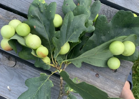 Mārupes iedzīvotājs uz piemājas ozoliem pamanījis savādus "bumbuļus".