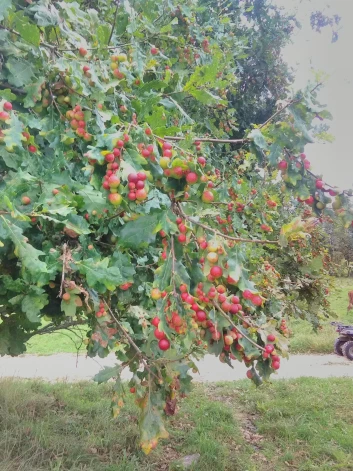 Iveta dalījusies ar foto, kur bumbuļi iekrāsojušies sarkanos toņos.