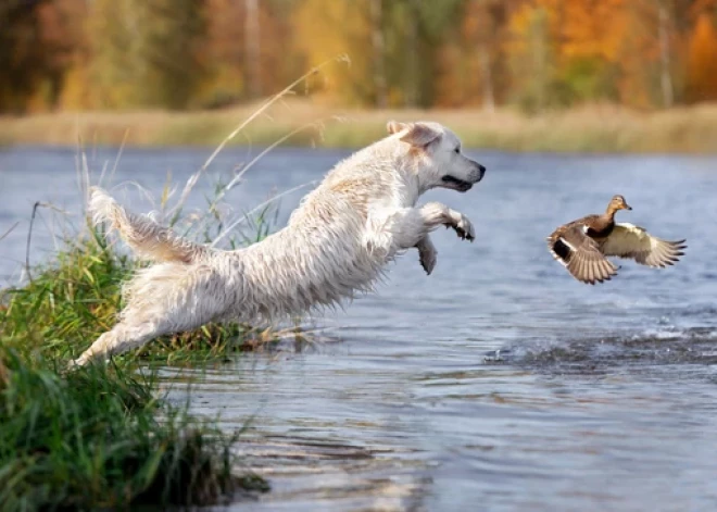 Latvijā 20. augustā sākas ūdensputnu medību sezona