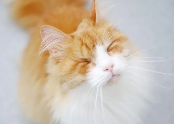 "Remi" kaķi ilgojas pēc īstām mājām.